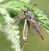 Neoitamus cyanurus